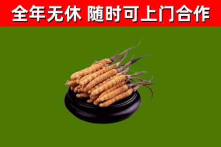 镇安烟酒回收冬虫夏草.jpg